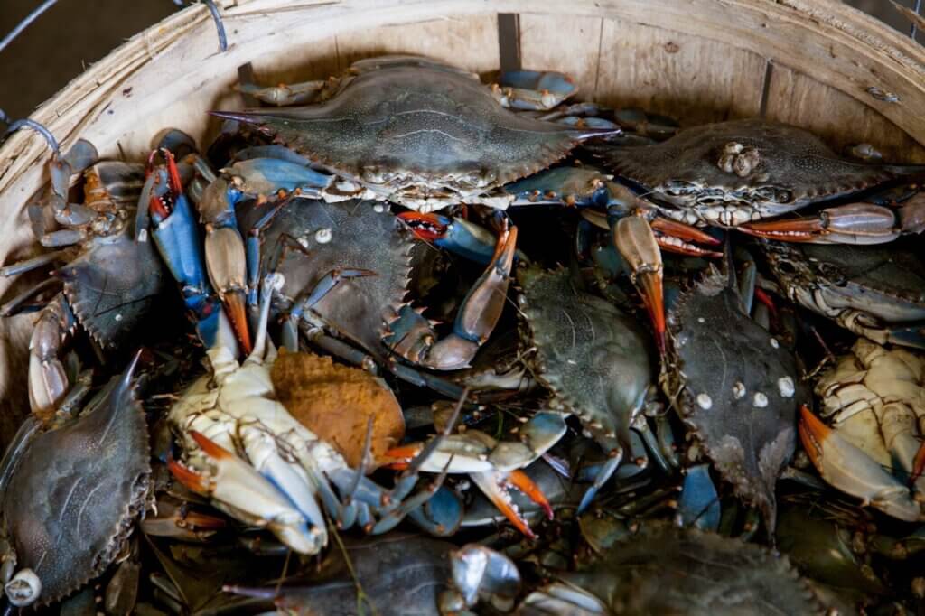 Bucket of gray crabs